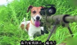 动物搞笑爆料视频大全,动物界的欢乐时光大盘点